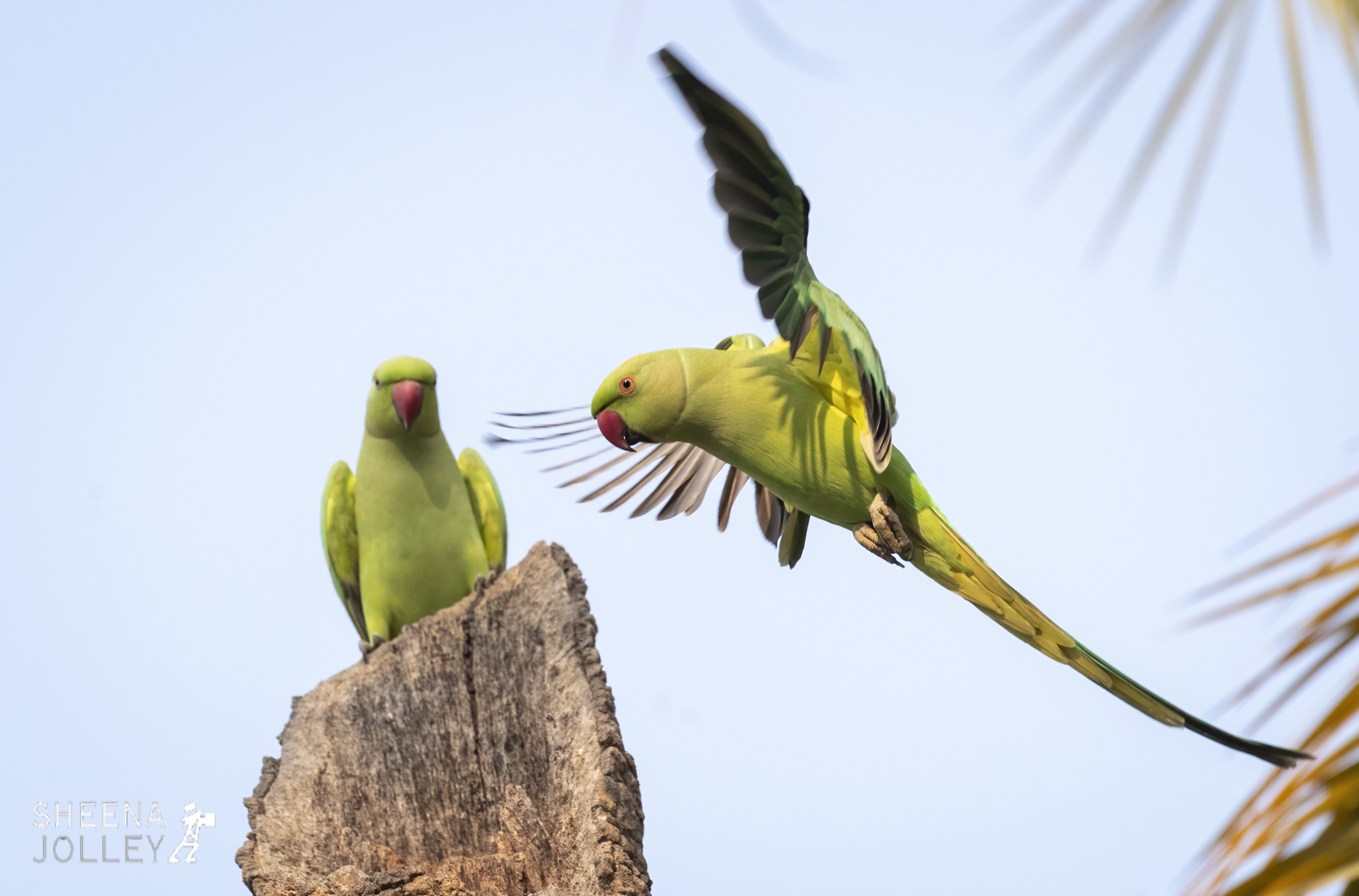 Indian Ringneck Parrot 2.jpg - India